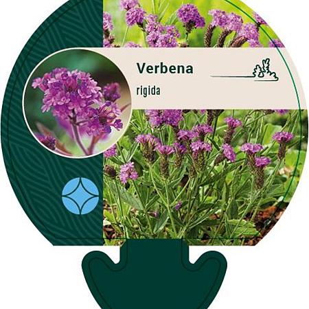Verbena rigida Pot 9 cm