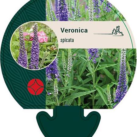 Veronica spicata Pot 9 cm
