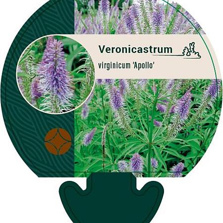 Veronicastrum virg. 'Apollo' Pot 9 cm