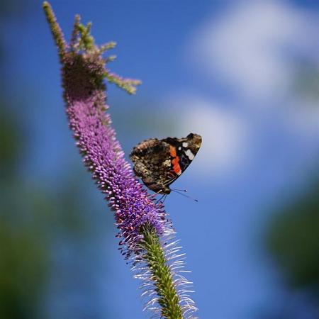 Veronicastrum virg. 'Apollo' Pot 9 cm
