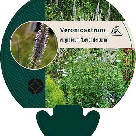 Veronicastrum virg. 'Lavendelturm' Pot 9 cm