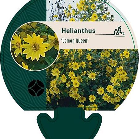 Helianthus 'Lemon Queen' Pot 9 cm