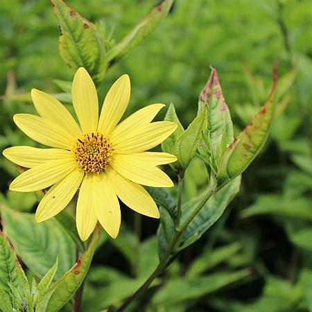 Helianthus 'Lemon Queen' Pot 9 cm