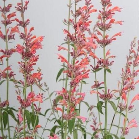 Agastache 'Fleur' Pot 9 cm