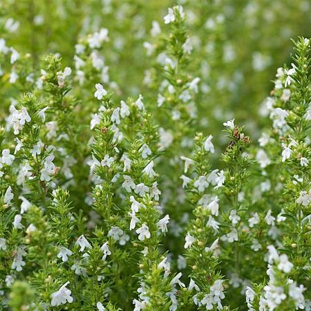 Calamintha n. 'Marvelette White' Pot 9 cm
