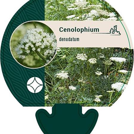 Cenolophium denudatum Pot 9 cm