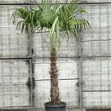 Chamaerops excelsa Pot 45 Liter Stam 100 cm