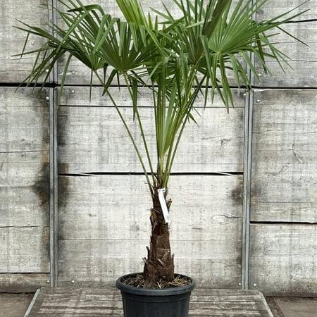Chamaerops excelsa Pot 35 Liter stam 40 cm 