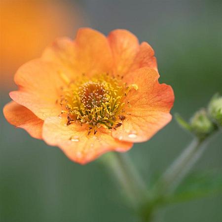 Geum 'Totally Tangerine' Pot 9 cm
