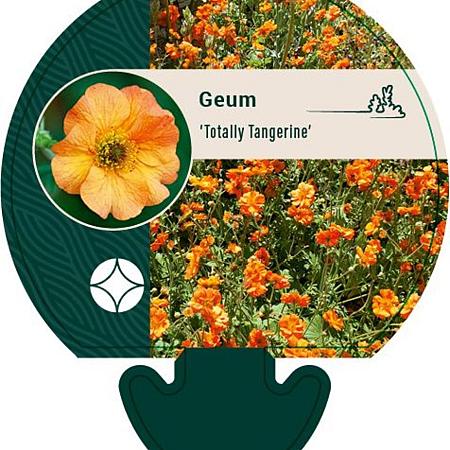 Geum 'Totally Tangerine' Pot 9 cm