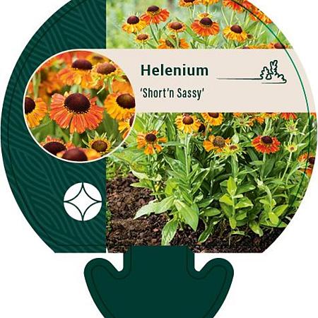 Helenium 'Short'n Sassy' Pot 9 cm