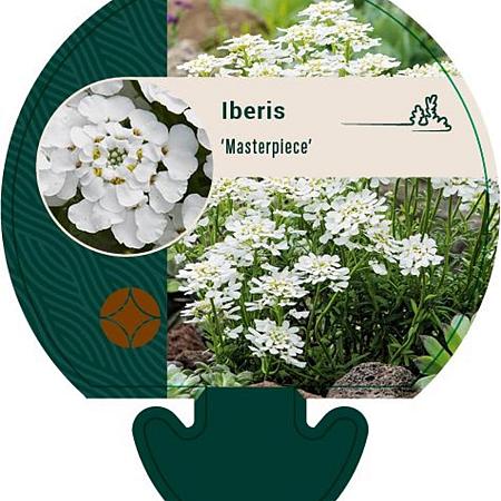Iberis 'Masterpiece' Pot 9 cm