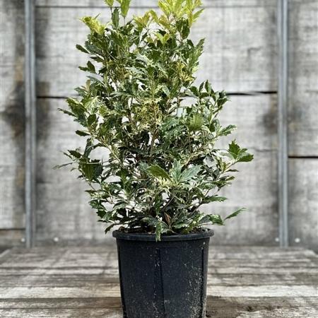Osmanthus heterophyllus 'Tricolor' Pot 9 Liter 