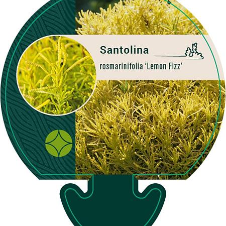 Santolina rosm. 'Lemon Fizz' Pot 9 cm