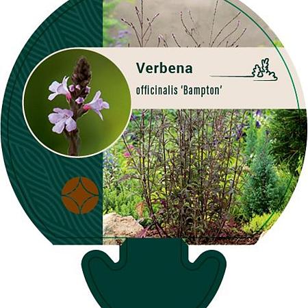 Verbena officinalis 'Bampton' Pot 9 cm