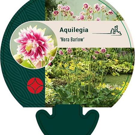 Aquilegia 'Nora Barlow' Pot 9 cm
