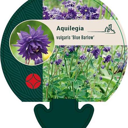 Aquilegia v. 'Blue Barlow' Pot 9 cm