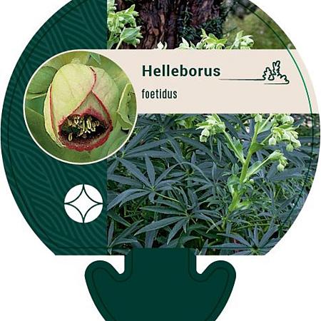 Helleborus foetidus Pot 9 cm