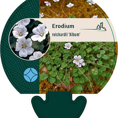 Erodium reichardii 'Album' Pot 9 cm