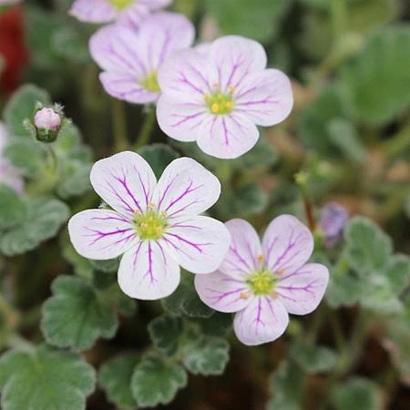 Erodium reichardii 'Album' Pot 9 cm