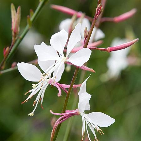 Gaura l. 'Short Form' Pot 9 cm
