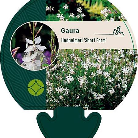 Gaura l. 'Short Form' Pot 9 cm