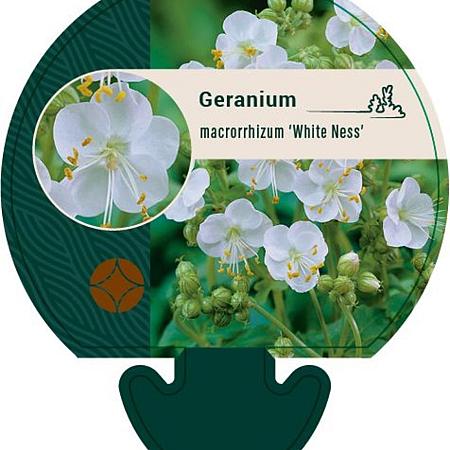 Geranium macr. 'White Ness' Pot 9 cm
