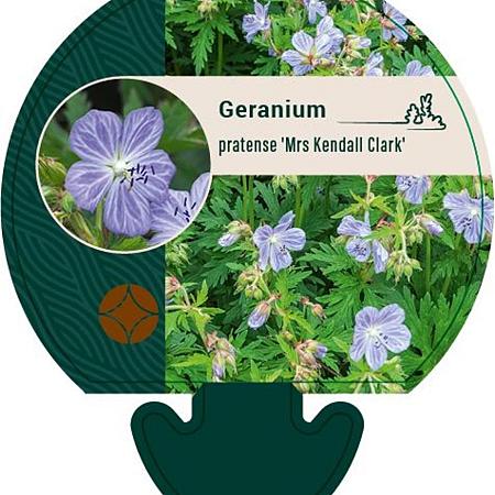 Geranium pr. 'Mrs Kendall Clark' Pot 9 cm