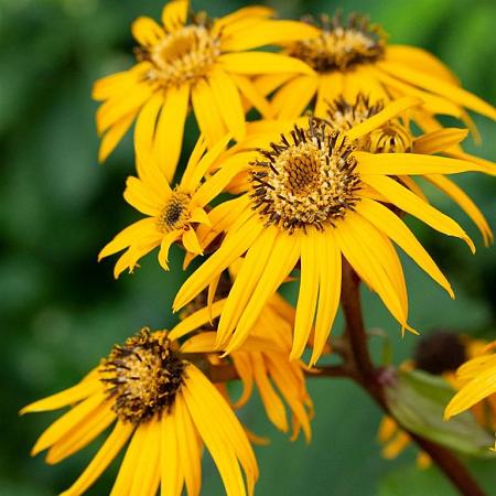 Ligularia d. 'Othello' Pot 9 cm