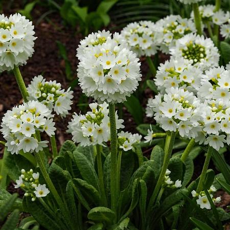 Primula japonica 'Alba' Pot 9 cm