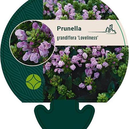 Prunella grand. 'Loveliness' Pot 9 cm