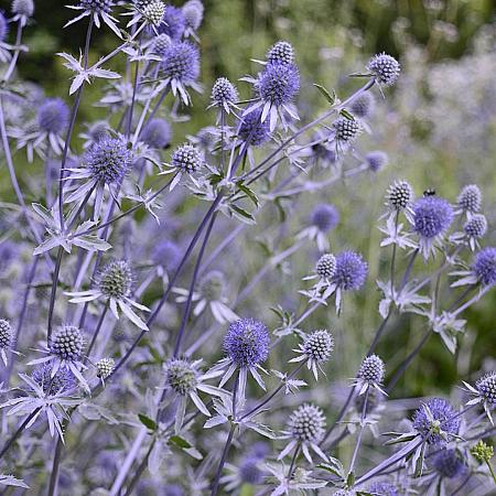 Eryngium zabelii 'Big Blue' Pot 9 cm