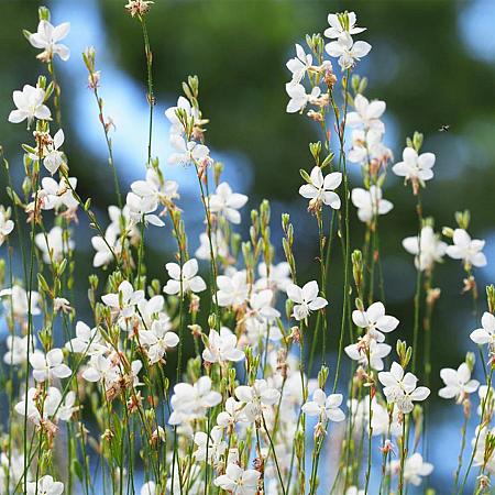 Gaura l. 'Snowbird' Pot 9 cm