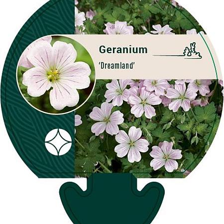 Geranium Dreamland Pot 9 cm