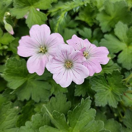 Geranium Dreamland Pot 9 cm