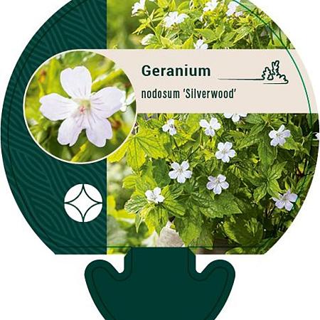 Geranium nodosum 'Silverwood' Pot 9 cm