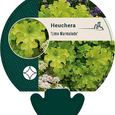 Heuchera 'Lime Marmalade' Pot 9 cm