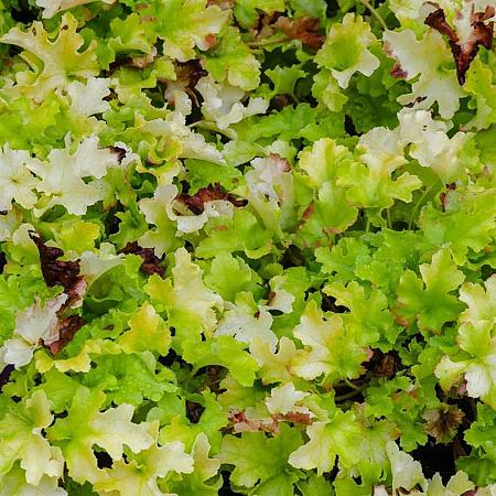 Heuchera 'Lime Marmalade' Pot 9 cm