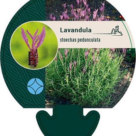 Lavandula stoechas pedunculata Pot 9 cm