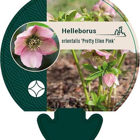 Helleborus o. 'Pretty Ellen Pink' Pot 9 cm