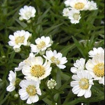 Achillea ptarmica 'Nana Compacta' Pot 9 cm
