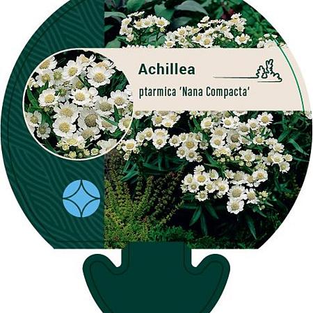 Achillea ptarmica 'Nana Compacta' Pot 9 cm