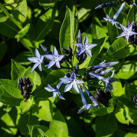 Amsonia 'Blue Ice' Pot 9 cm