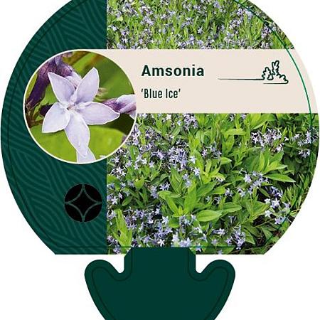Amsonia 'Blue Ice' Pot 9 cm