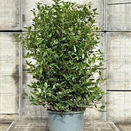 Viburnum tin. 'Eve Price' Pot 35 Liter 100 - 125 cm