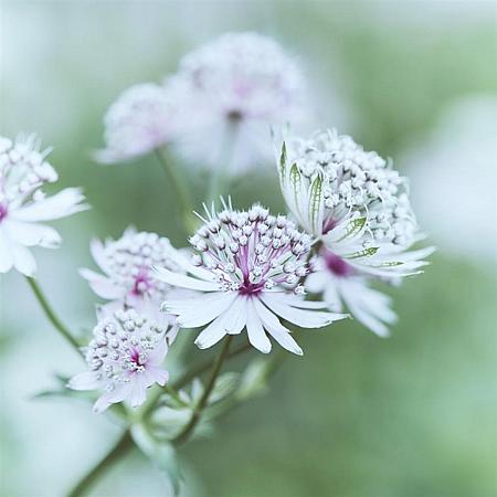 Astrantia maj. 'Rosensinfonie' Pot 9 cm