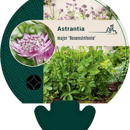 Astrantia maj. 'Rosensinfonie' Pot 9 cm