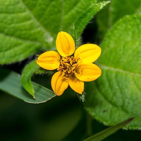 Chrysogonum virginianum Pot 9 cm