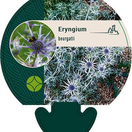 Eryngium bourgatii Pot 9 cm