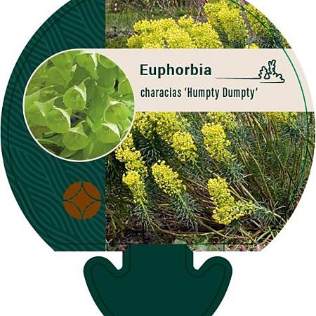 Euphorbia char. 'Humpty Dumpty' Pot 9 cm